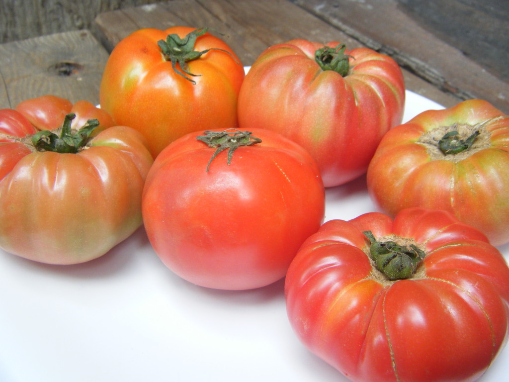 Tomatoe 